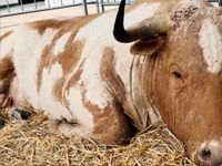 IMG_1438